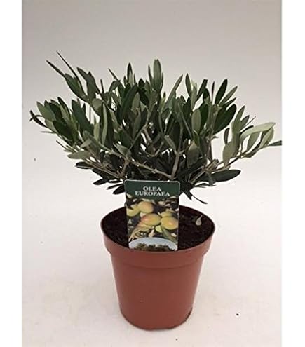 rhododendron helen martin Rhododendron Hybr.'Helen Martin' main image 0
