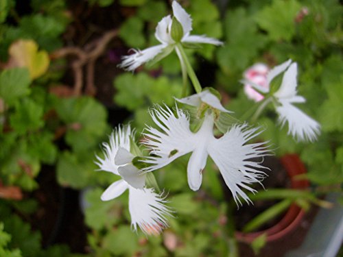 Gartenorchidee - Habenaria radiata " Weiße Vogelblume " 1 Zwiebel