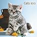 Cats 2013. Broschürenkalender by