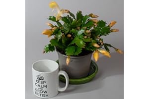 Tropical Plants UK - 3 x Christmas Cactus, House Plants for All Year, Indoor Plants in 10.5cm pots, Mixed Colours