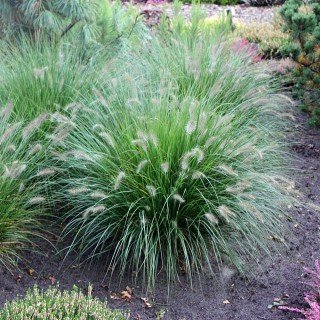 Lampenputzergras 'Hameln' - Pennisetum alopecuroides 'Hameln' - Ziergras
