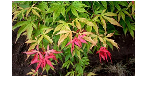 Buy Tsuri Nishiki Japanese Maple 2 Year Live Plant Online At Low Prices In India Amazon In