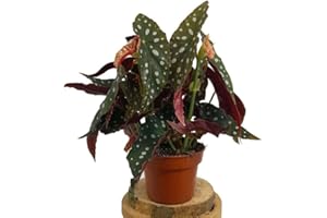 GARDEN CENTER SHOP BY VM PLANTA NATURAL BEGONIA MACULATA M14 20CM PARA INTERIOR