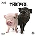 Produktbild The Pig 2018: Broschürenkalender mit Ferienterminen. Süße Nahaufnahmen von Ferkeln vor edlem weißen Hintergrund. 30 x 30 cm - Wandkalender