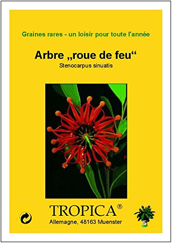 TROPICA – Australischer Feuerradbaum (Stenocarpus sinuatis) – 20 Samen - 6