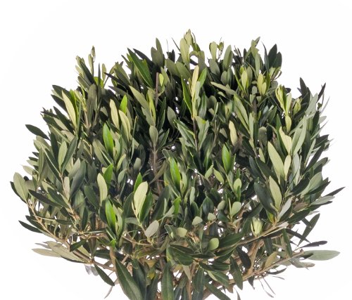 Olivenstrauch, 1 Stck - 3