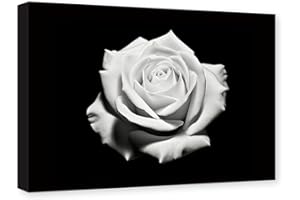 CXHOSTENT Rosen-Blumen-Leinwand-Kunst florales Bild Wanddekoration schwarze und weiße Blumen blühendes Gemälde Dekor Rahmen (Rosen - 1, 50.00 x 75.00 cms)