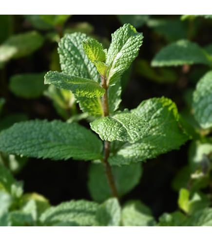 Plant De Basilic Grand Vert En Pot 1,5L - Pour Cuisine Et Jardin - Livraison Sécurisée