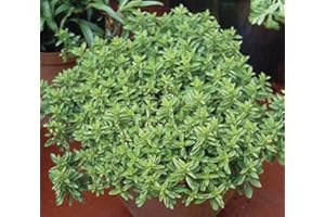 MOSKILA Marjoram Compact Oreganum vulgare compactum Aromatic herb Plant Popular with Bees Butterflies pollinators 9cm Pot