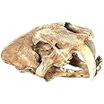 RGRGH Saber Tooth Cat Tiger Skull Sabertooth Smilodon Fatalis Model white