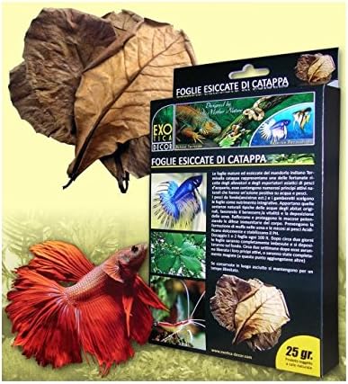 Dried leaves of Catappa Leaves Indian Almond Terminalla from several active substances Size:15 foglie