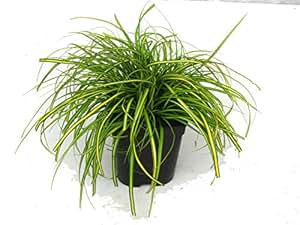 Carex oshimensis "Eversheen" Segge Gräser winterhart immergrün