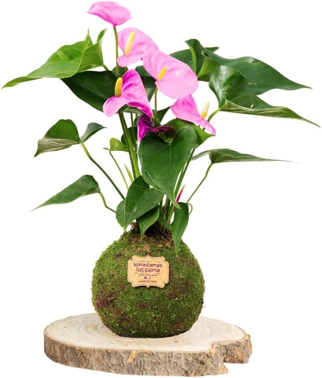 Kokedamas Lucciana Anturio Rosa - Kokedama Interior | Bola de Musgo Vivo | Planta Natural | Planta Interior | Decoración Hogar | Fácil Cuidado y Mantenimiento
