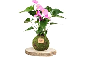 Kokedamas Lucciana Anturio Rosa - Kokedama Interior | Bola de Musgo Vivo | Planta Natural | Planta Interior | Decoración Hogar | Fácil Cuidado y Mantenimiento