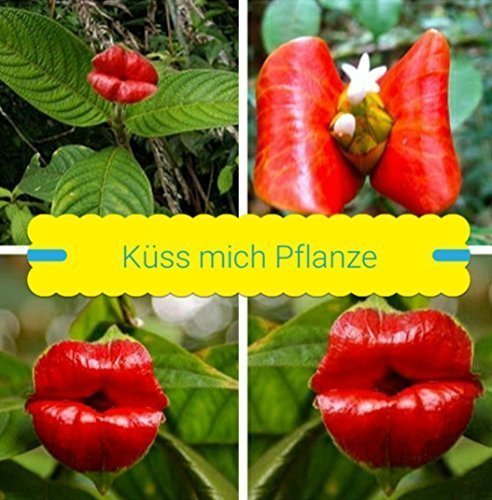 25x Küss mich Pflanze Samen Hingucker Pflanze Rarität Lippen Neu Psychotria elata #225