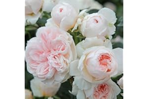 KÖLLE'S BESTE! Kletterrose ‘Sabrina ®`ist eine cremeweiß blühende und duftende ADR-Topfrose. Frisch aus der eigenen Gärtnerei mit kräftige Triebe und dichten Wurzeln. Im 6 Liter Topf.