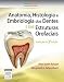 Anatomia, Histologia e Embriologia dos Dentes e das Estruturas Orofaciais (Em Portuguese do Brasil) - Margaret J. Bath-Balogh Mary^Fehrenbach