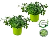 2er Set Jiaogulan Pflanzen Gynostemma pentaphyllum...