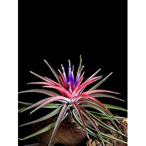 [Gesponsert]Seltene Regenwald Tillandsien Brachycaulos multiflora Eine Pflanze