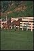 Produktbild 113022 Arabian Horses Mares With Foals Running A4 Photo Poster Print 10x8
