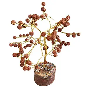 Creative Farmer Azalea Garden Rare Rudraksha Religious Tree Shivas teardrops 1 Healthy Live Plant
