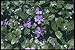 Produktbild 133097 Periwinkle (Vinca Minor) A4 Photo Poster Print 10x8