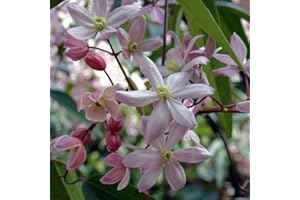 Clematis armandii Apple Blossom (Immergrün und Winterhart) - Mehrjärige Kletterpflanze - rosa - 2 Liter Topf | ClematisOnline Kletterpflanzen