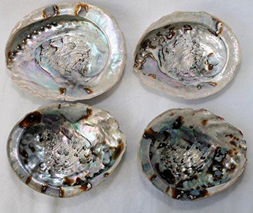 Ali Baba Räucherschale Abalone Muschel ca. 16x13cm - 2