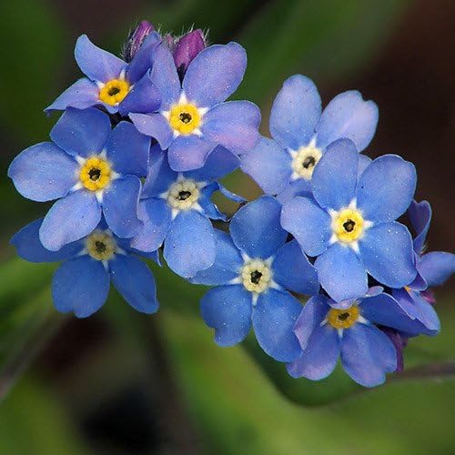 Plant World Seeds - Myosotis 'Indigo Blue' Seeds (Perennial Flower Seeds)