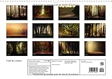 Image de Forêt de lumière : Magie de l'ombre et de la lumière au coeur de la forêt. Calendrier mural A3 horizontal