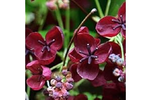 ‎ARBORIX, GRÜNER UND BILLIGER! 1 x Akebia Quinata - Fingerblättrige Klettergurke 50-60 cm Pflanzcontainer Violett