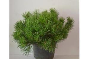 PLANTENWELT Zwergkiefer, Pinus mugo var. pumilio 30-40 cm breit im 5 Liter Pflanzcontainer