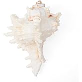 SKOOLOVE Large Natural Seashells 5.5-6 Inch Wedding Decoration Beach Theme Party Home Decor Crafts Fish Tank Shell Collectors