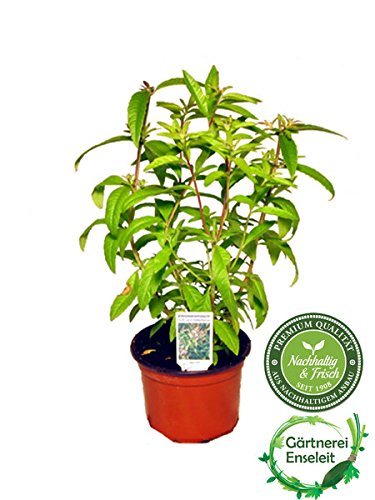 Zitronenstrauch, Zitronenverbene, Aloysia citrodora, Kräuter Pflanze