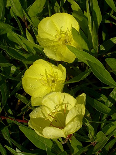 Oenothera missouriensis – Nachtkerze, 3 Pflanzen - 5