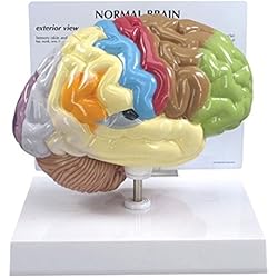 Brain Anatomical Model