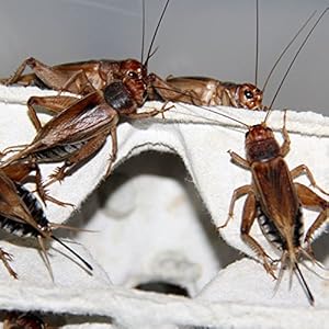 Großpackung Steppengrillen groß - Futterinsekten, Inhalt ca.1000 Stück