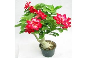 Bloom Green Co. 1 Unids Desert Rose Bonsai Flores en Maceta Bonsai Adenium Obesum Planta de Bonsai de Interior Mini Ãrbol en Maceta Para Jardín de Hogar Planta: 1