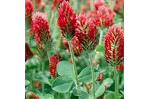 SVI 500 graines de trèfle incarnat Superbe foncé Fleurs rouges Atop Fort Potence Grand