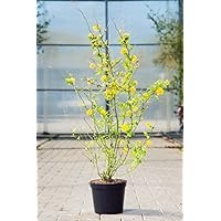 Suchergebnis Auf Amazon De Fur Ranunkelstrauch Pleniflora Gelb Gefullt Nicht Verfugbare Artikel Einschli Garten