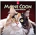 Produktbild MF-Kalender MAINE COON - Amerikanische Waldkatze 2019