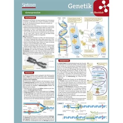 [PDF] Download Lerntafel: Genetik im Ìberblick (Lerntafeln Biologie) Kostenlos