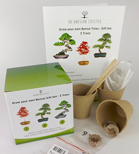 3x BONSAIBAUM SAMEN SET – Züchten Sie ihre eigenen Bonsaibäume – Geschenkset. Bonsaisamen, Pflanztöpfe, Messstäbchen, Anleitung. Japanische Rotkiefer (Pinus Densifora) Amerikanischer Amberbaum (Liquidambar Styraciflua) Rot-Ahorn (Acer Rubrum) - 2