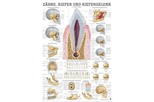 RDIGER- ANATOMIE GMBH Ruediger Anatomie MIPO60 Zähne, Kiefer und Kiefergelenk Tafel, 24 cm x 34 cm, Papier