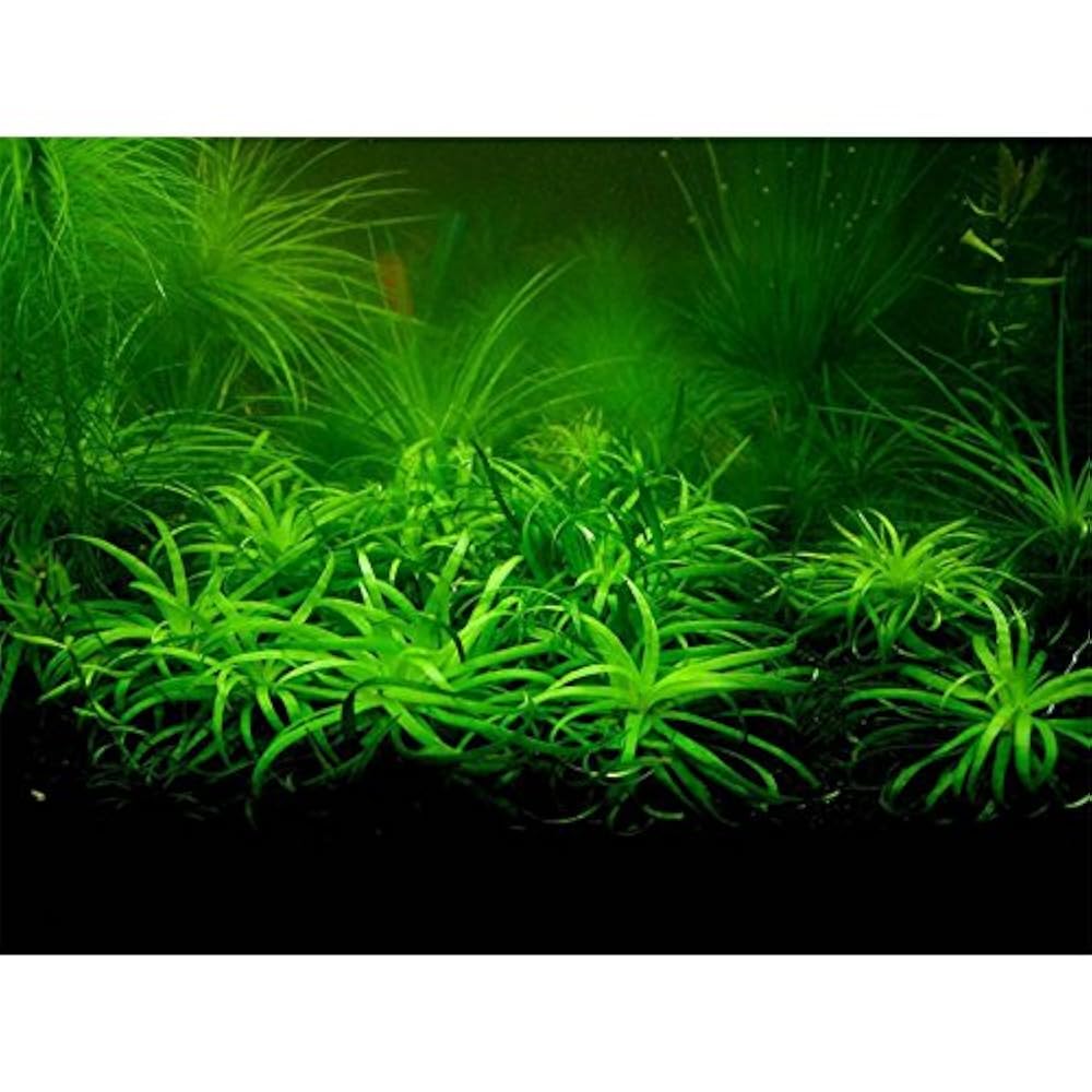 Bacopa monnieri. Роголистник акваскейп. Семена аквариумных растений. Лимнофила амбулия королевская. Растения для аквариума aquatic plants.