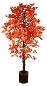 Japanischer Ahorn Pflegetipps Standort  Schneiden