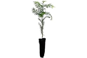 GENÉRICO Planta natural Sequoia Sempervirens. Conífera Gigante. En cepellón y Altura 25 – 30 cm. Segura Garden