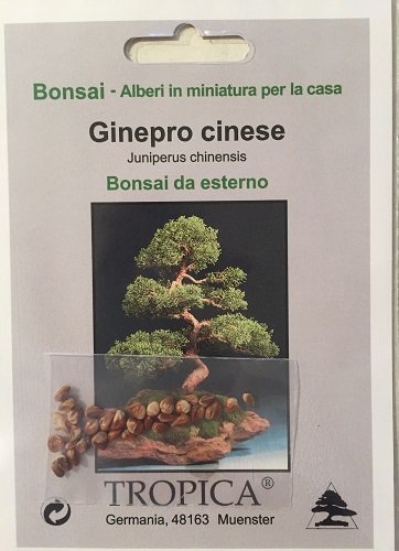Tropica – Bonsai – Chinesischer Wacholder (Juniperus chinensis) – 30 Samen - 2