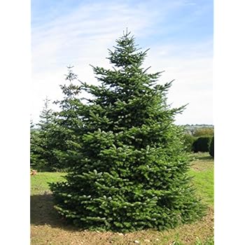 Nordmann-Tanne - Abies nordmanniana Weihnachtsbaum