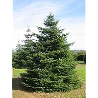 Suchergebnis auf Amazon.de für: tanne im topf: Garten